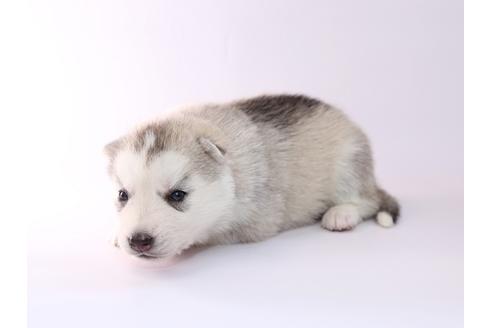 成約済の栃木県のシベリアンハスキー-50353の3枚目