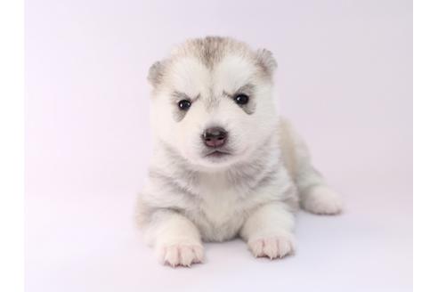 成約済の栃木県のシベリアンハスキー-50354の3枚目