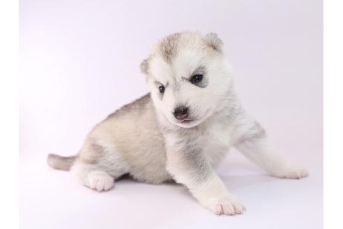 成約済の栃木県のシベリアンハスキー-50354の1枚目