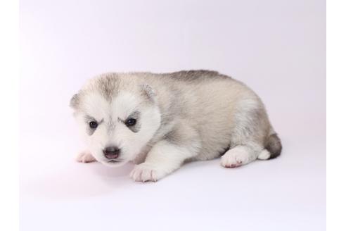 成約済の栃木県のシベリアンハスキー-50354の2枚目