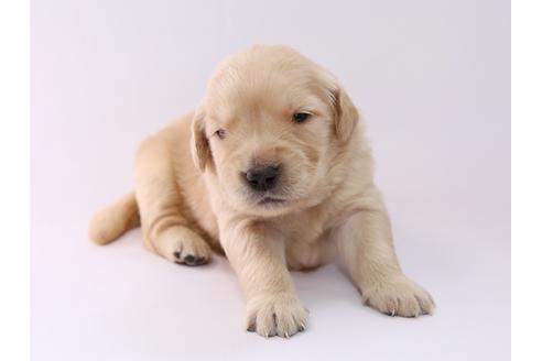 成約済の栃木県のゴールデンレトリーバー-50355の2枚目