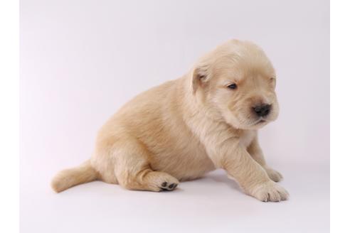 成約済の栃木県のゴールデンレトリーバー-50355の3枚目