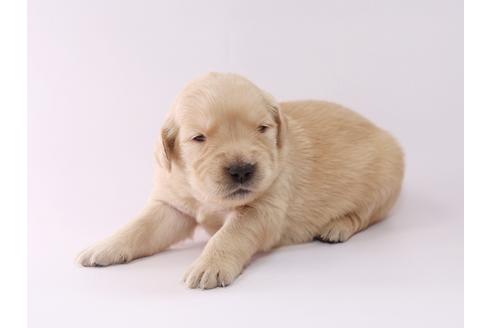 成約済の栃木県のゴールデンレトリーバー-50355の1枚目