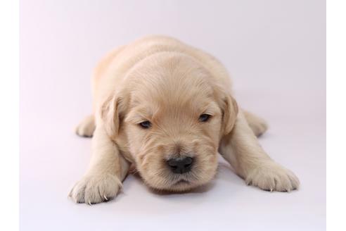 成約済の栃木県のゴールデンレトリーバー-50356の3枚目