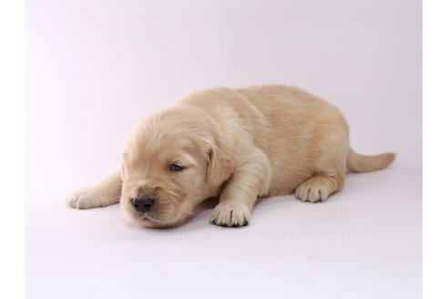 成約済の栃木県のゴールデンレトリーバー-50356の2枚目