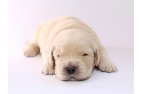 成約済の栃木県のゴールデンレトリーバー-50357の3枚目