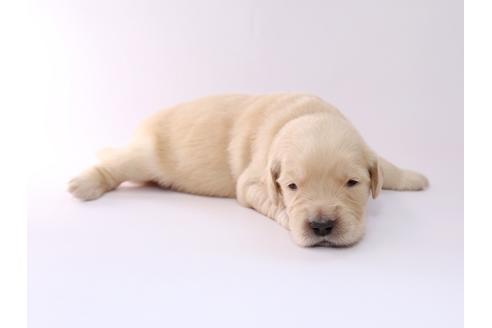 成約済の栃木県のゴールデンレトリーバー-50357の1枚目