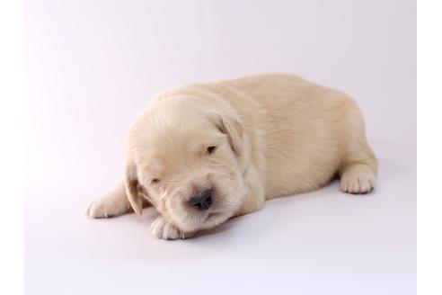 成約済の栃木県のゴールデンレトリーバー-50357の2枚目