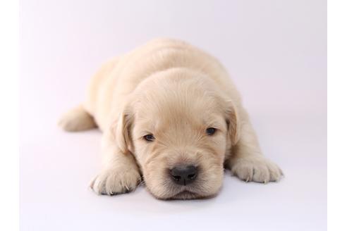 成約済の栃木県のゴールデンレトリーバー-50358の2枚目