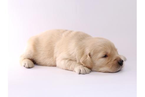 成約済の栃木県のゴールデンレトリーバー-50358の3枚目