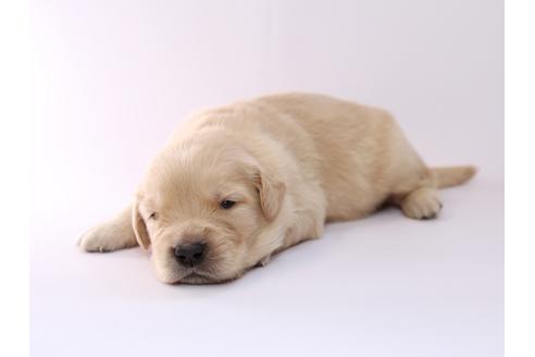 成約済の栃木県のゴールデンレトリーバー-50358の1枚目