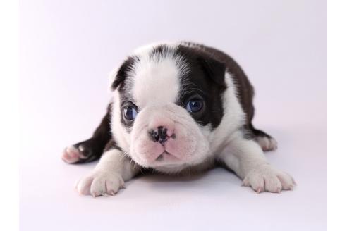 成約済の栃木県のボストンテリア-50359の3枚目