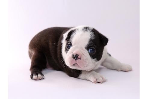 成約済の栃木県のボストンテリア-50359の4枚目