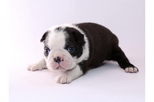 成約済の栃木県のボストンテリア-50359の1枚目