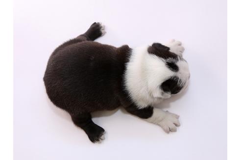 成約済の栃木県のボストンテリア-50359の2枚目