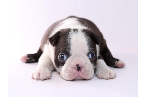 成約済の栃木県のボストンテリア-50360の3枚目