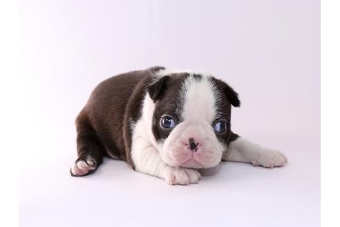 成約済の栃木県のボストンテリア-50360の4枚目