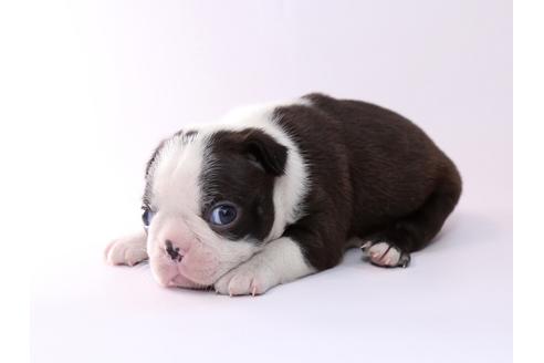 成約済の栃木県のボストンテリア-50360の1枚目