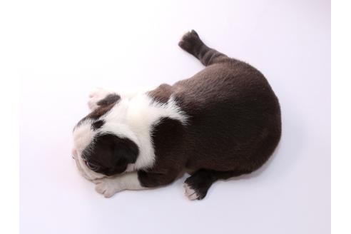 成約済の栃木県のボストンテリア-50360の2枚目