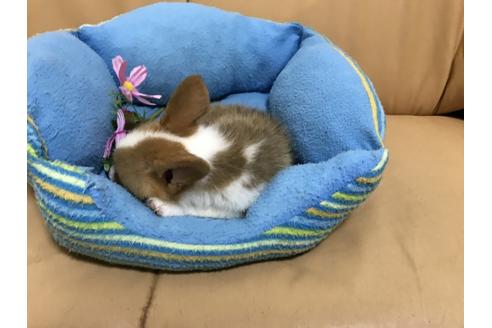 成約済の栃木県のウェルシュコーギーペンブローク-47956の1枚目