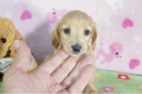 成約済の兵庫県のミニチュアダックスフンド(ロングヘアード)-50370の3枚目
