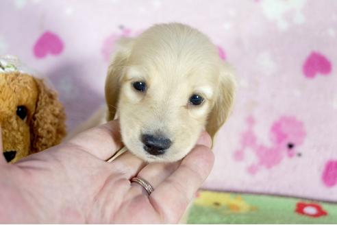 成約済の兵庫県のミニチュアダックスフンド(ロングヘアード)-50373の3枚目
