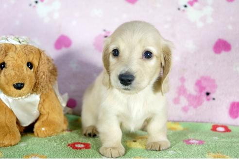 成約済の兵庫県のミニチュアダックスフンド(ロングヘアード)-50373の4枚目