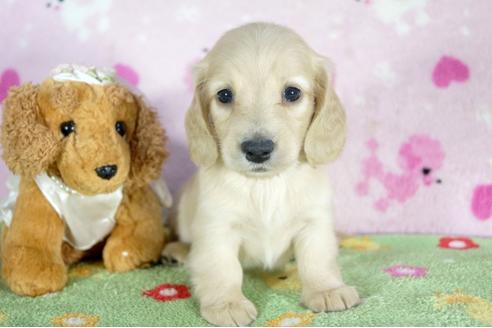 成約済の兵庫県のミニチュアダックスフンド(ロングヘアード)-50373の1枚目