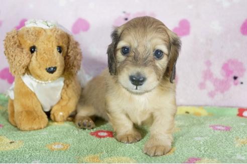 成約済の兵庫県のミニチュアダックスフンド(ロングヘアード)-50374の2枚目