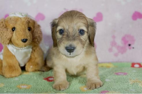 成約済の兵庫県のミニチュアダックスフンド(ロングヘアード)-50374の3枚目