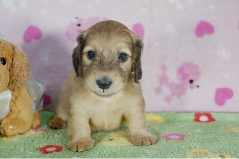 成約済の兵庫県のミニチュアダックスフンド(ロングヘアード)-50374の4枚目