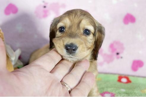 成約済の兵庫県のミニチュアダックスフンド(ロングヘアード)-50375の1枚目