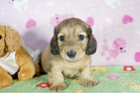 成約済の兵庫県のミニチュアダックスフンド(ロングヘアード)-50375の2枚目