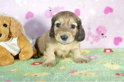 成約済の兵庫県のミニチュアダックスフンド(ロングヘアード)-50375の3枚目