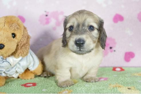 成約済の兵庫県のミニチュアダックスフンド(ロングヘアード)-50376の4枚目