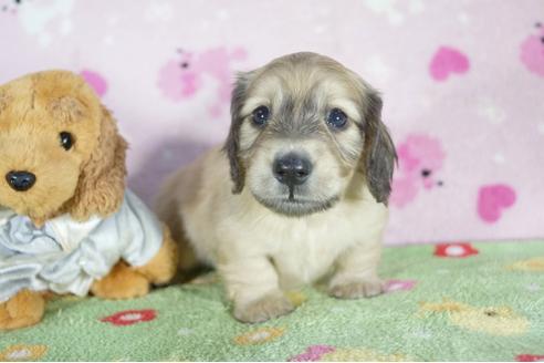 成約済の兵庫県のミニチュアダックスフンド(ロングヘアード)-50376の1枚目