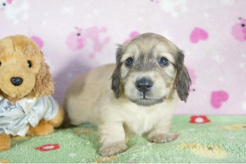 成約済の兵庫県のミニチュアダックスフンド(ロングヘアード)-50376の2枚目