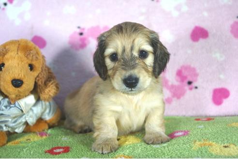 成約済の兵庫県のミニチュアダックスフンド(ロングヘアード)-50377の3枚目