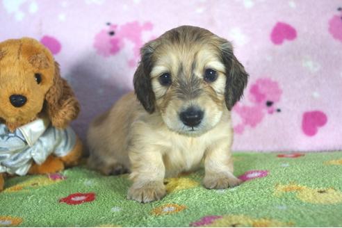 成約済の兵庫県のミニチュアダックスフンド(ロングヘアード)-50377の4枚目