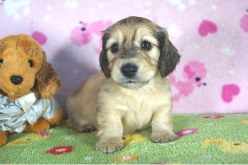 成約済の兵庫県のミニチュアダックスフンド(ロングヘアード)-50377の1枚目
