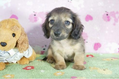 成約済の兵庫県のミニチュアダックスフンド(ロングヘアード)-50378の1枚目