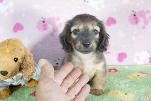 成約済の兵庫県のミニチュアダックスフンド(ロングヘアード)-50378の2枚目