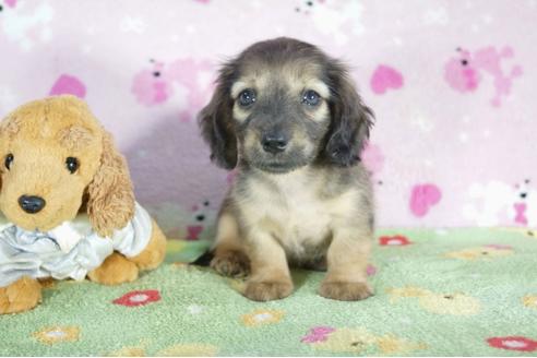 成約済の兵庫県のミニチュアダックスフンド(ロングヘアード)-50378の3枚目