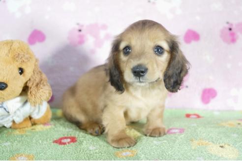 成約済の兵庫県のミニチュアダックスフンド(ロングヘアード)-50379の4枚目