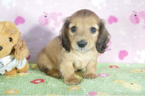 成約済の兵庫県のミニチュアダックスフンド(ロングヘアード)-50379の1枚目