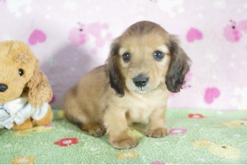 成約済の兵庫県のミニチュアダックスフンド(ロングヘアード)-50379の2枚目