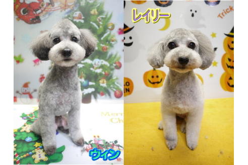 成約済の千葉県のトイプードル-48262の7枚目