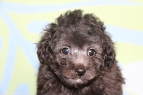 成約済の千葉県のトイプードル-48262の6枚目