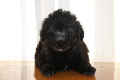 成約済の千葉県のトイプードル-48262の5枚目