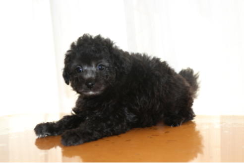 成約済の千葉県のトイプードル-48262の4枚目